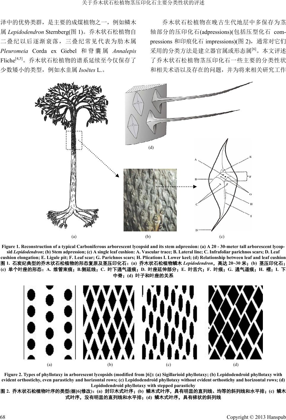 关于乔木状石松植物茎压印化石主要分类性状的评述notes On The Key Taxonomic Characters Of Arborescent Lycopsid Stem Adpressions