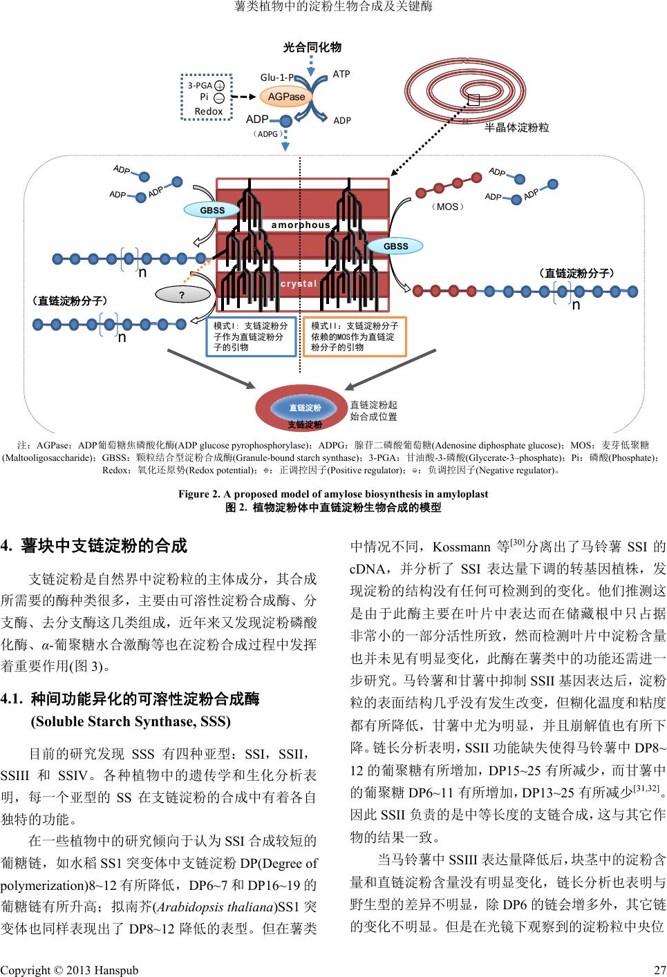 薯类植物中的淀粉生物合成及关键酶Starch Biosynthesis and the Key Enzymes of Root and Tuber  Plants